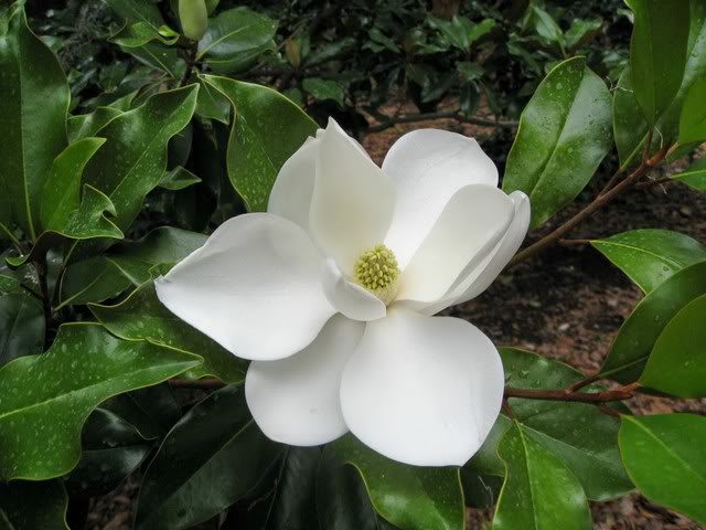 Magnolia coco